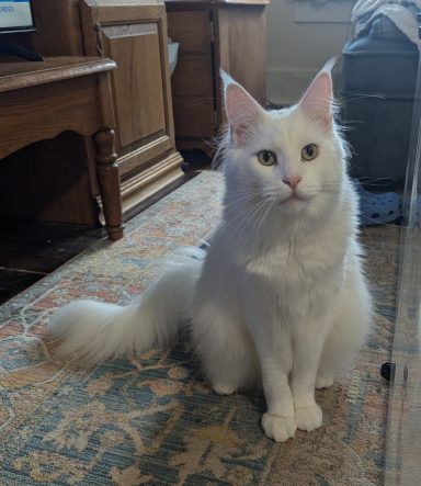 Mutzzie is available for film and photos shoots and the little black cat named Woozy has already been in a film called Woozy. He was a shelt